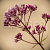 Посконник 'Атропурпуреум' (Eupatorium fistul. 'Atropurpureum')
