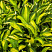 hosta-lehjksajd-littl-taft-hosta-lakeside-little-tuft-listya.jpg