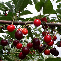 Черешня 'Радица' (Prunus avium 'Радица')