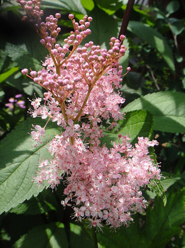 labaznik-purpurnyj-ehlegans-filipendula-purpurea-elegans-travyanistoe-nevysokoe-rastenie