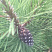 sosna-gornaya-pinus-mugo-shishka