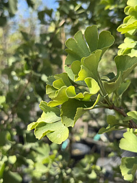 Гинкго двулопастный 'Хунор' (Ginkgo biloba 'Hunor')