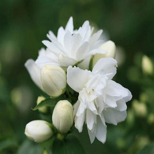 chubushnik-shneeshturm-philadelphus-schneesturm-cvety.jpg