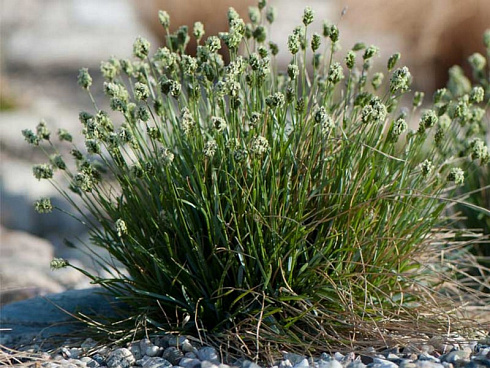 sesleriya-golubaya-sesleria-caerulea-socvetie.jpg