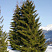 el-obyknovennaya-picea-abies-derevo