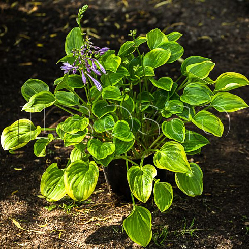 hosta-golden-tiara-hosta-golden-tiara-sazhenec.jpg