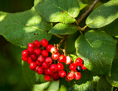 Калина гордовина (Vibrunum lantana)