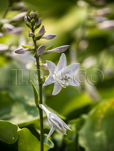 hosta-munlajt-sonata-hosta-moonlight-sonata-cvetok.jpg