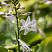 hosta-munlajt-sonata-hosta-moonlight-sonata-cvetok.jpg