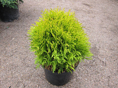 Туя западная 'Мириам' (Thuja occidentalis 'Mirjam' )