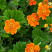 Гравилат шарлаховый 'Koi' (Geum coccineum 'Koi')
