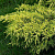 Можжевельник средний 'Голд Кост' (Juniperus communis 'Gold Coast')