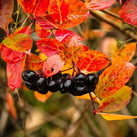 Арония черноплодная (Aronia melanocarpa)