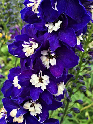 Дельфиниум высокий 'Король Артур' (Delphinium pacific 'King Arthur')