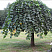 vyaz-shershavyj-pendula-ulmus-grabra-pendula-krona-i-stvol