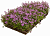 Рулонный многолетник Тимьян ползучий розовый (Thymus serpyllum)