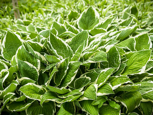hosta-frans-hosta-francee-listya.jpg
