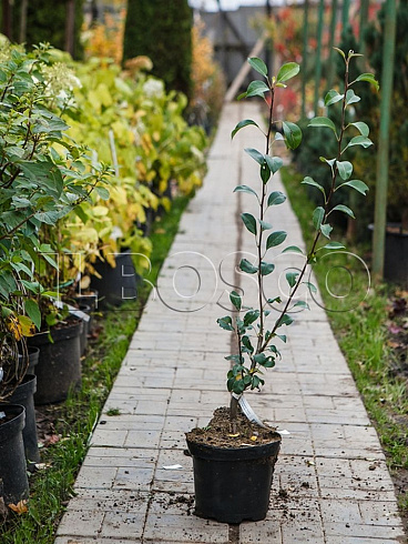 grusha-obyknovennaya-vidnaya-pyrus-communis-sazhenec.jpg