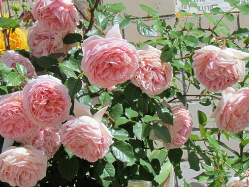 roza-abraham-derbi-rose-abraham-darby-akkuratnyj-kust