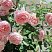 roza-abraham-derbi-rose-abraham-darby-akkuratnyj-kust