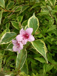 Вейгела цветущая 'Вариегата' (Weigela florida 'Variegata')