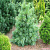Сосна шверина 'Витхорст' (Pinus schwerinii 'Wiethorst')