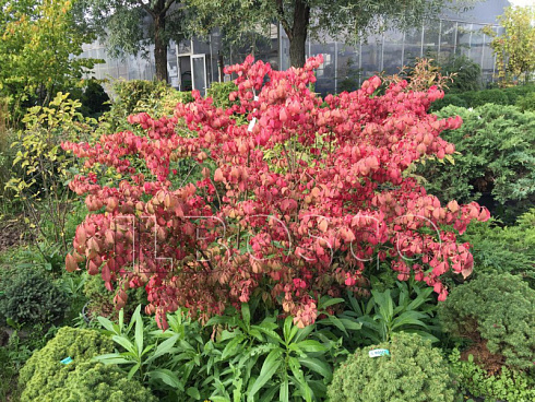 beresklet-krylatyj-kompaktus-euonymus-alatus-compactus-kust.jpg