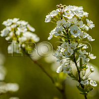 Спирея серая 'Грефшейм' (Spiraea cinerea 'Grefsheim')