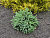 Ель сизая "Эхиниформис" (Picea glauca 'Alberta Globe')