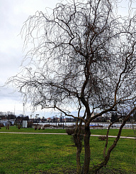 Ива 'Тортуоза' (Salix 'Tortuosa')
