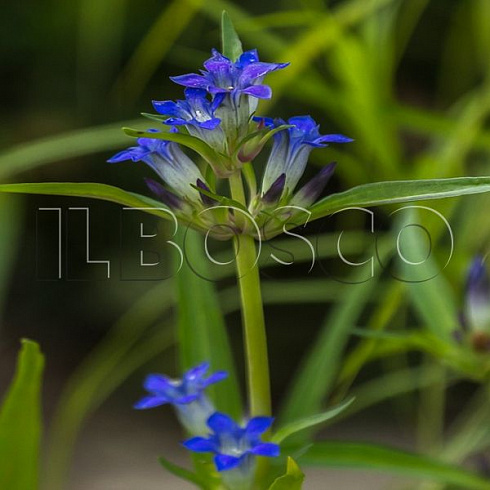 gorechavka-daurskaya-gentiana-dahurica-socvetie.jpg