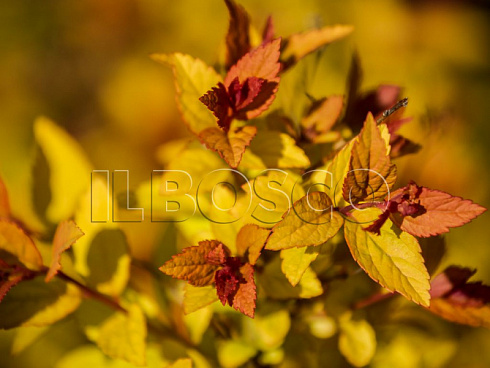 spireya-yaponskaya-goldflejm-spiraea-japonica-goldflame-listya.jpg
