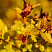 spireya-yaponskaya-goldflejm-spiraea-japonica-goldflame-listya.jpg