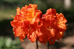 Рододендрон листопадный 'Ройял Комманд' (Rhododendron luteum 'Royal Command')