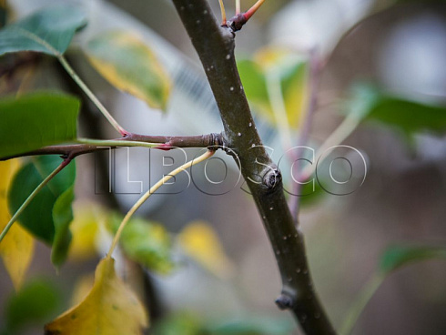grusha-obyknovennaya-chizhovskaya-pyrus-communis-kora.jpg