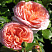 roza-abraham-derbi-rose-abraham-darby-cvetki-krupnye