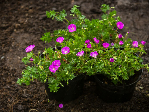 geran-krovavo-krasnaya-maks-fraj-geranium-sanguineum-max-frei-rastenie.jpg