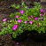 geran-krovavo-krasnaya-maks-fraj-geranium-sanguineum-max-frei-rastenie.jpg