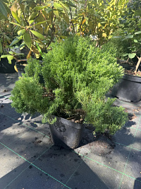Туя западная 'Тедди' (Thuja occidentalis 'Teddy')