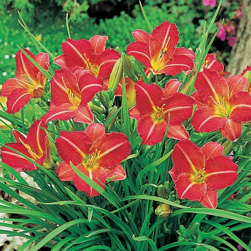 lilejnik-red-ram-hemerocallis-red-rum-cvety.jpg