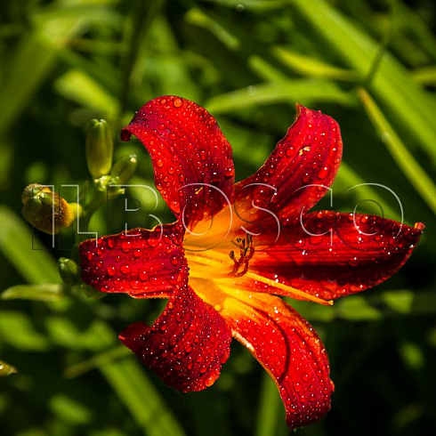 lilejnik-blehk-princ-hemerocallis-black-prince-cvetok.jpg