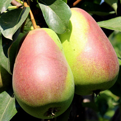 Груша обыкновенная 'Новелла' (Pyrus communis 'Новелла')