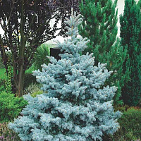 Ель колючая 'Хупси'' (Picea pungens 'Hoopsii')