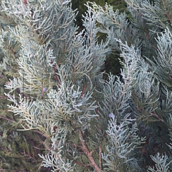 Можжевельник скальный 'Мунглоу' (Juniperus scopulorum 'Moonglow')