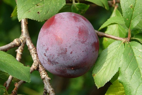 sliva-domashnyaya-evraziya-21-prunus-domestica-ochen-sochnaya-myasistaya-i-aromatnaya