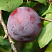 sliva-domashnyaya-evraziya-21-prunus-domestica-ochen-sochnaya-myasistaya-i-aromatnaya