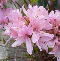 Сирень обыкновенная 'Алексей Маресьев' (Syringa vulgaris 'Алексей Маресьев')