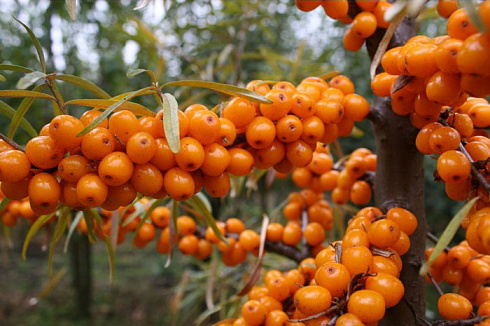 oblepiha-krushinovidnaya-alej-hippophae-rhamnoides-alej-kolyuchki-otsutstvuyut