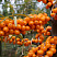 oblepiha-krushinovidnaya-alej-hippophae-rhamnoides-alej-kolyuchki-otsutstvuyut