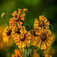 Гелениум 'Атумн Файер' (Helenium 'Autumn Fire')